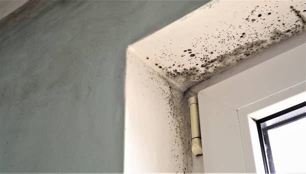 Professional Mold Inspection, Removal & Remediation in Chesaning, MI