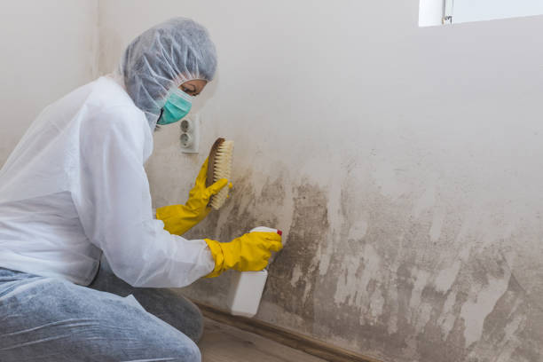 Best Forensic Mold Investigation  in Chesaning, MI