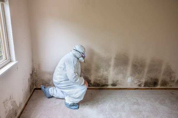 Best Biohazard Mold Removal  in Chesaning, MI